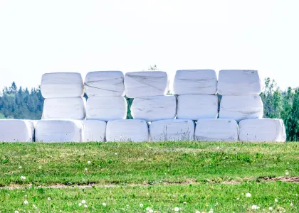 En stapel vita ensilagebalar står på en grön äng med maskrosbollar framför skogsranden vid Eriksbergs slott.