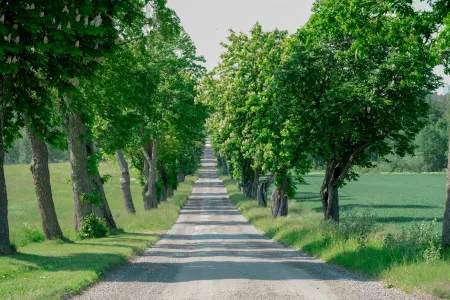 En rak grusallé kantad av stora blommande lövträd leder in mot Eriksbergs slottsområde en solig sommardag.