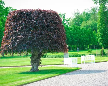 En formklippt blodbok med mörka blad står vid grusgången och vita bänkar i slottsparken.