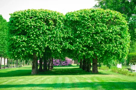 Formklippta fyrkantiga träd och blommande rhododendron i den lummiga parken vid Eriksbergs slott.