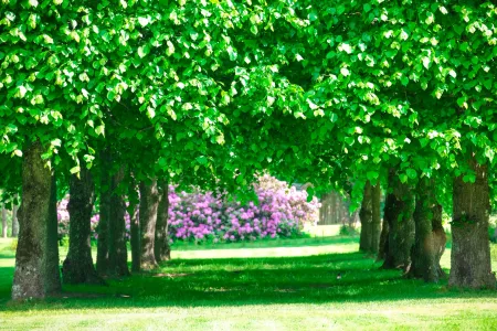 Lush green avenue with pink flowering rhododendron beyond in Eriksberg castle park.
