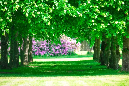 Solfläckig gräsallé under täta lövträd med blommande rhododendron längst bak i parken.