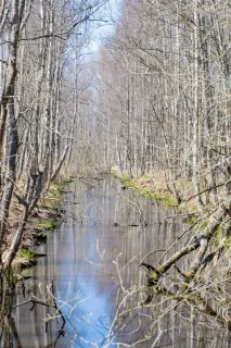En smal vattenväg speglas mellan lövlösa träd i en tät skog en solig vårdag.