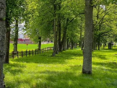 En lummig allé med stora lövträd och ett rödmålat uthus i bakgrunden under en solig sommardag.