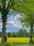 Ett blommande gult rapsfält ramas in av grönskande träd med ett vindkraftverk i fjärran.