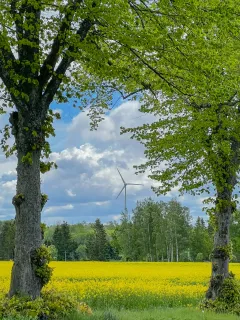 Ett blommande gult rapsfält ramas in av grönskande träd med ett vindkraftverk i fjärran.