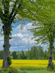 Ett blommande gult rapsfält ramas in av grönskande träd med ett vindkraftverk i fjärran. (illustrationsbild)