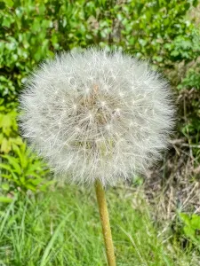 En närbild på en fluffig vit maskrosboll mot grönskande gräs och blad.