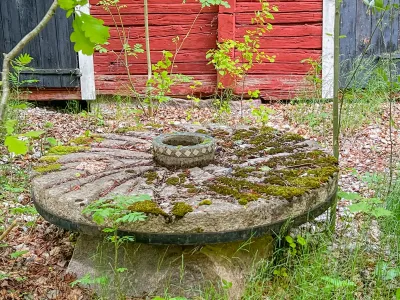 En mossig kvarnsten med radiella spår ligger framför en rödmålad träfasad bland gröna skott.