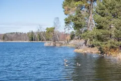 Gäss simmar i blått vatten vid en strandkant med tallar och björkar under solig vårdag.