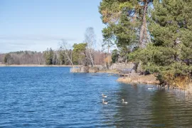 Gänse im blauen Wasser am Duveholmssjön.
