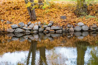 A stream with autumn leaves.