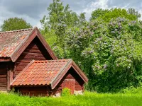 En rödmålad timrad byggnad med tegeltak står intill en blommande lila syrenbuske i grönt gräs.