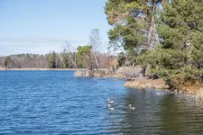 Gäss simmar i blått vatten vid en strandkant med tallar och björkar under solig vårdag.